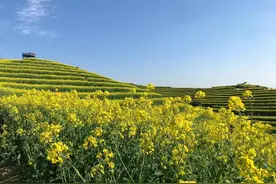 直播春天 | 360度纯天然景观平台的富阳黑山顶上有数十亩亩油菜花图片