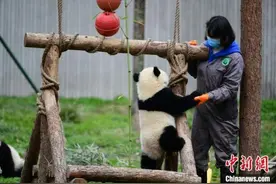 中国大熊猫保护研究中心：疫情对圈养大熊猫的繁育间接影响较大图片