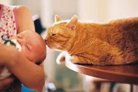 实用指南：如何与你的猫建立亲密关系？图片