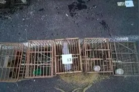 抚顺警方严厉打击非法捕鸟犯罪活动，二人多次捕捉鸟类被刑拘图片