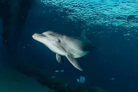 海洋动物是怎么睡觉的？图片