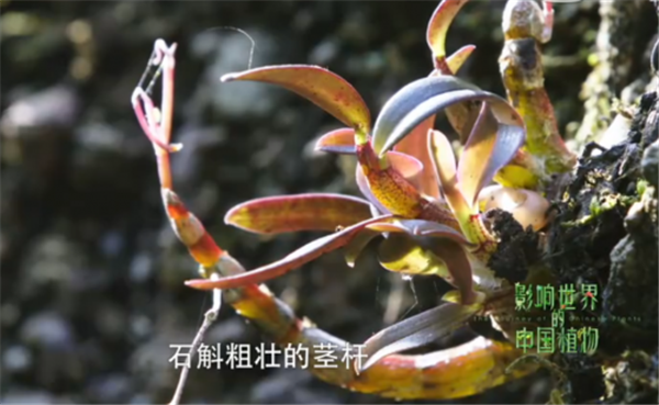 邮折、小吃、森山铁皮枫斗 浙江为援鄂医疗队送去家乡的味道与关怀