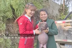 央视关注环江香猪扶贫产业发展图片
