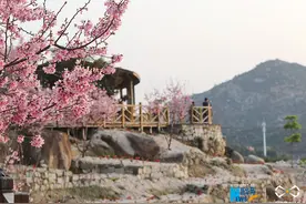 福建漳州港：“阿里山樱花”烂漫俏枝头图片