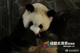 母子平安！2020年全球首对圈养大熊猫双胞胎诞生图片