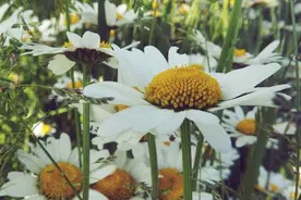 感悟人生百味的句子，句句大实话图片