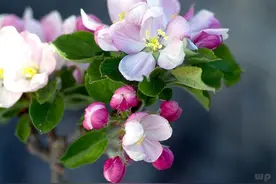 所谓年轻，不只是指年龄，更是指一种生活的心态 早安图片