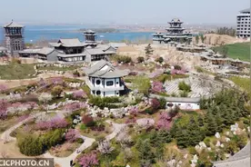 梅花绽放春意浓图片