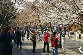 鸡鸣寺路今日起凭票赏樱，南京市民：“樱花盛开之日再相聚，真好！”图片