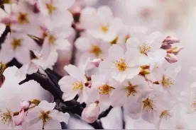 宛委山樱花林本周五开放，入园须知在这里！图片