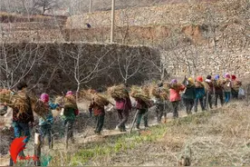 战疫中的济南贫困村：荒山峭壁上撒黄金 三天种一万多株连翘图片