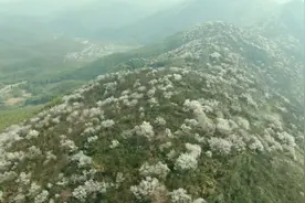 如云似锦，航拍湖北崇阳十万亩野樱绽放视频封面