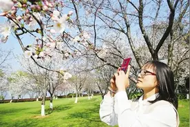 瓜渚湖边樱花初绽图片