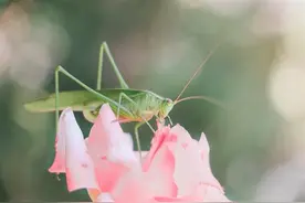 人生的最大的魅力不是成功，而是责任，早安图片