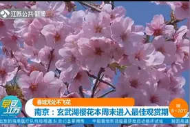春城无处不飞花!南京玄武湖樱花本周末进入最佳观赏期,游客别错过视频封面