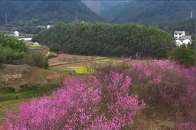 安徽歙县：紫荆花开醉春光视频封面