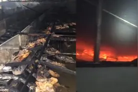 电线短路养殖场起火，上千头小猪葬身火海