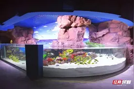 长沙海底世界3月21日正式恢复开放图片