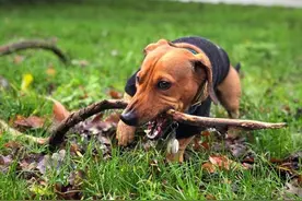 英国网红腊肠犬酷爱长木棍 Ins上收获近10万粉丝图片