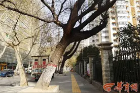 西安红缨路多棵行道树严重倾斜 市民担忧突然倒塌发生意外图片