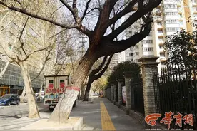 西安红缨路多棵行道树严重倾斜 市民担忧突然倒塌发生意外图片