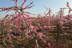 千亩桃花夭夭 扶贫产品促销图片