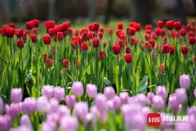 四川最美赏花季看什么？这些地方的郁金香等你来打卡图片