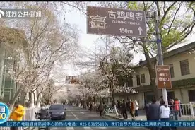 又到樱花季！南京鸡鸣寺路花开近半，安全赏花攻略来了！视频封面
