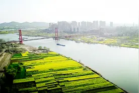 凤台县油菜花开春意浓图片