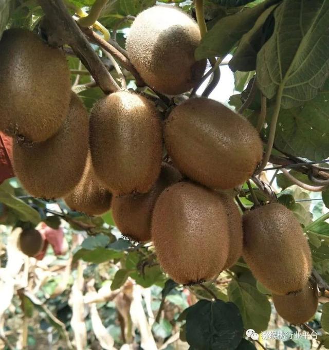 养土精华液,在果区快速蹿红!是什么产品?