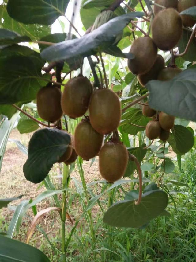 养土精华液,在果区快速蹿红!是什么产品?