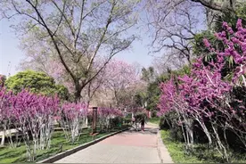 紫荆山公园：似霞如烟 紫荆花又开图片