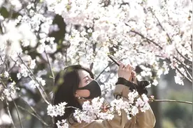 玄武湖樱花盛放 今年还能在线赏图片