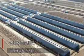 大棚草莓采摘忙视频封面