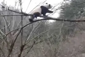 呆萌大熊猫陡坡跌落连续翻滚 小树“救驾”成功图片