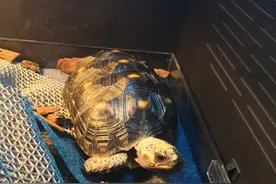 不是所有动物都可以当宠物养，比如这种特别的乌龟就千万别养图片