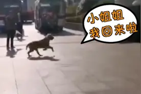 不舍！被山东医疗队喂养50多天，流浪金毛“执意”与队员合影视频封面