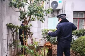莫让好事变违法：老公房加装电梯擅自移走了绿化被城管处罚图片
