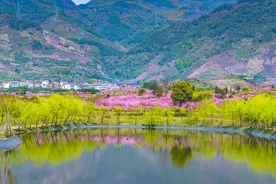 金东桃花正艳 三条路线美景如画图片