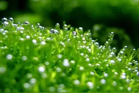 想食用野菜却担心有毒？收下这份消费提示图片