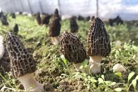 杞县：羊肚菌里的致富经图片