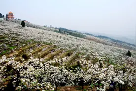 万亩梨花开！渝北放牛坪邀您赏花踏青图片