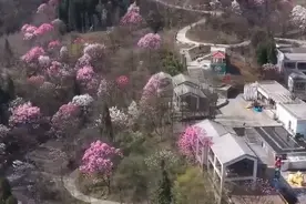 花开天府 美丽四川｜北川数千亩辛夷花分批次开放视频封面