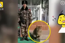 流浪猫每天陪武警站岗，一“站”就是几小时 网友：黑猫警长？图片