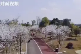 花开天府 美丽四川｜眉山万株樱花飘落 簌簌如雨浪漫无比视频封面