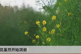 花开天府 美丽四川 | 坐上蒸汽小火车 驶向梦中的春暖花开视频封面