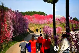 广元苍溪：三月桃红漫山垭图片