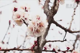 河南渑池：万亩杏花竞相开放视频封面