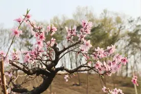 凤台：百花争艳醉游人图片
