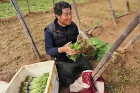 安徽农户京郊租地种菜，最担心的是买种子图片